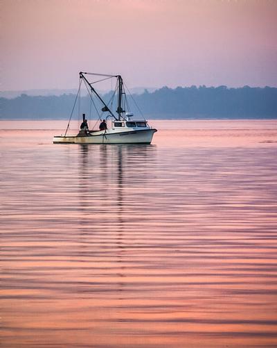 Click to view full screen - Oysters at Daybreak