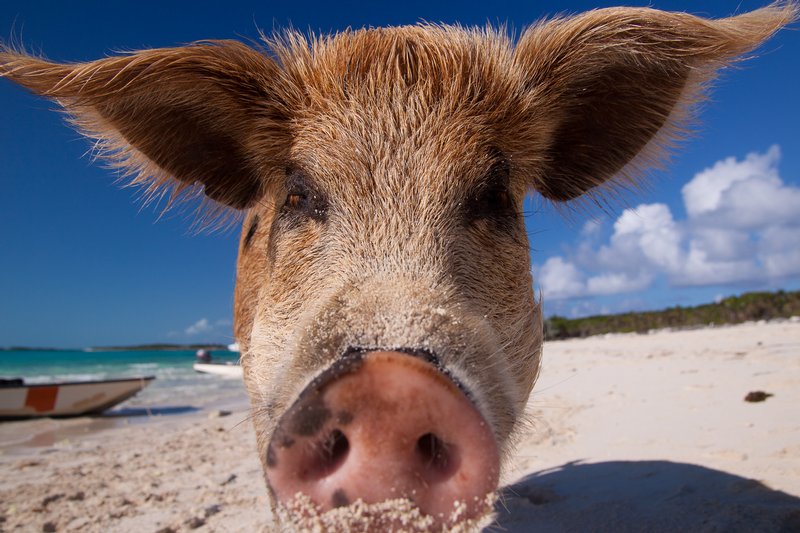 Click to view full screen - Pig Island