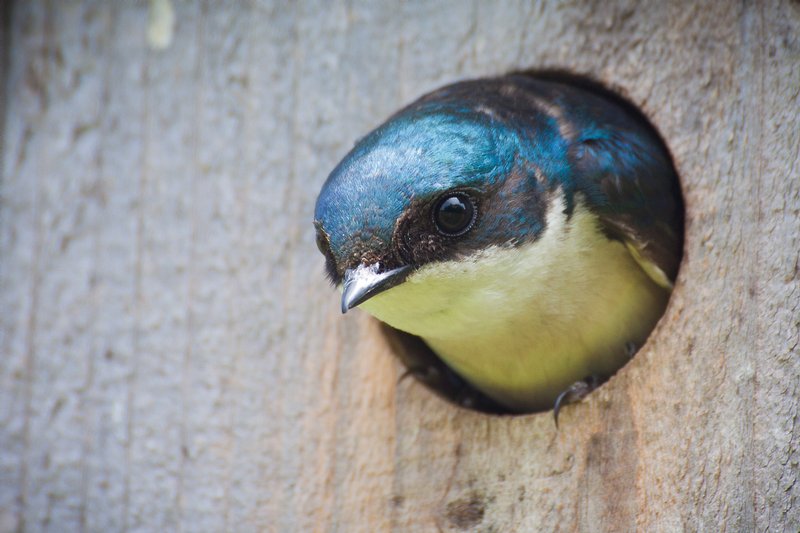 Click to view full screen - Tree Swallow