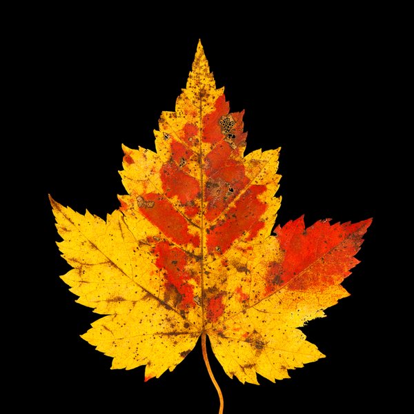 Click to view full screen - Autumn Maple