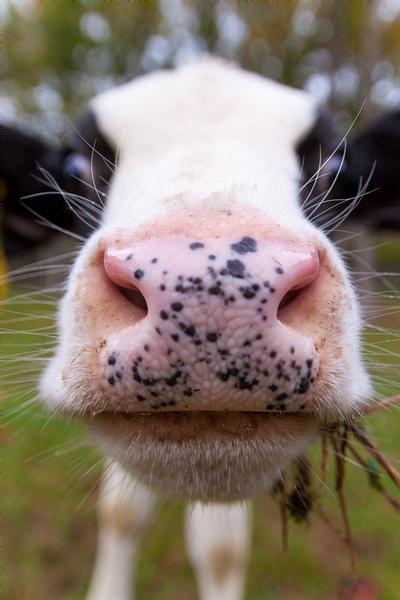 Click to view full screen - A Curious Calf