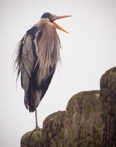 Click to view full screen - The Yawning Blue Heron