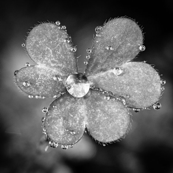 Click to view full screen - Sprinkled Clover