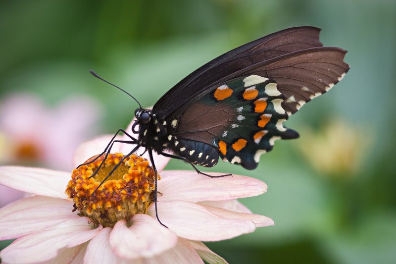 Click to view full screen - Pipevine Swallowtail Butterfly