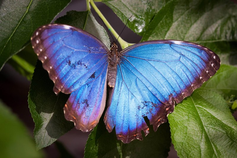 Click to view full screen - Blue Morpho Butterfly (Morpho menelaus)