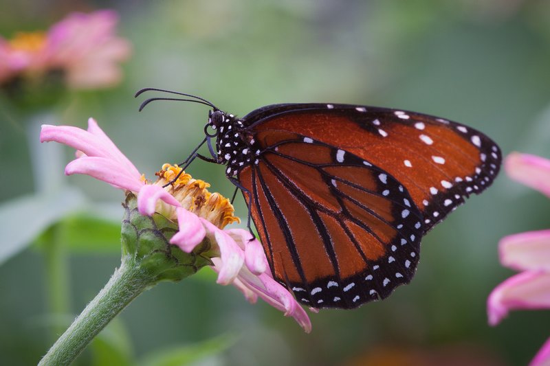 Click to view full screen - Queen Butterfly (Danaus gilippus)