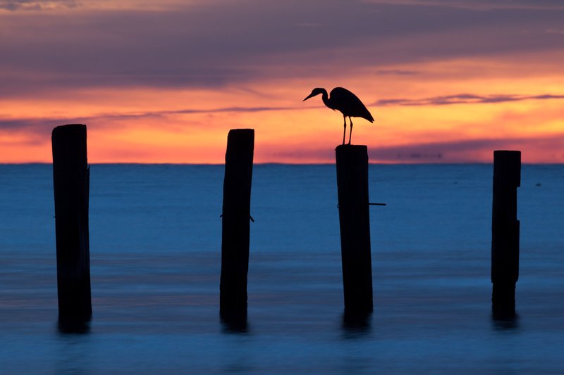 Click to view full screen - Heron In Color
